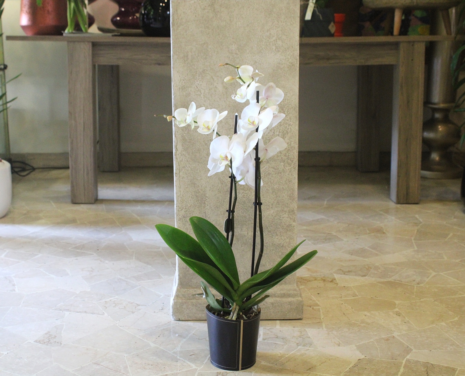 Phalaenopsis in vaso ecosostenibile