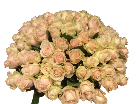 100 Rose rosa