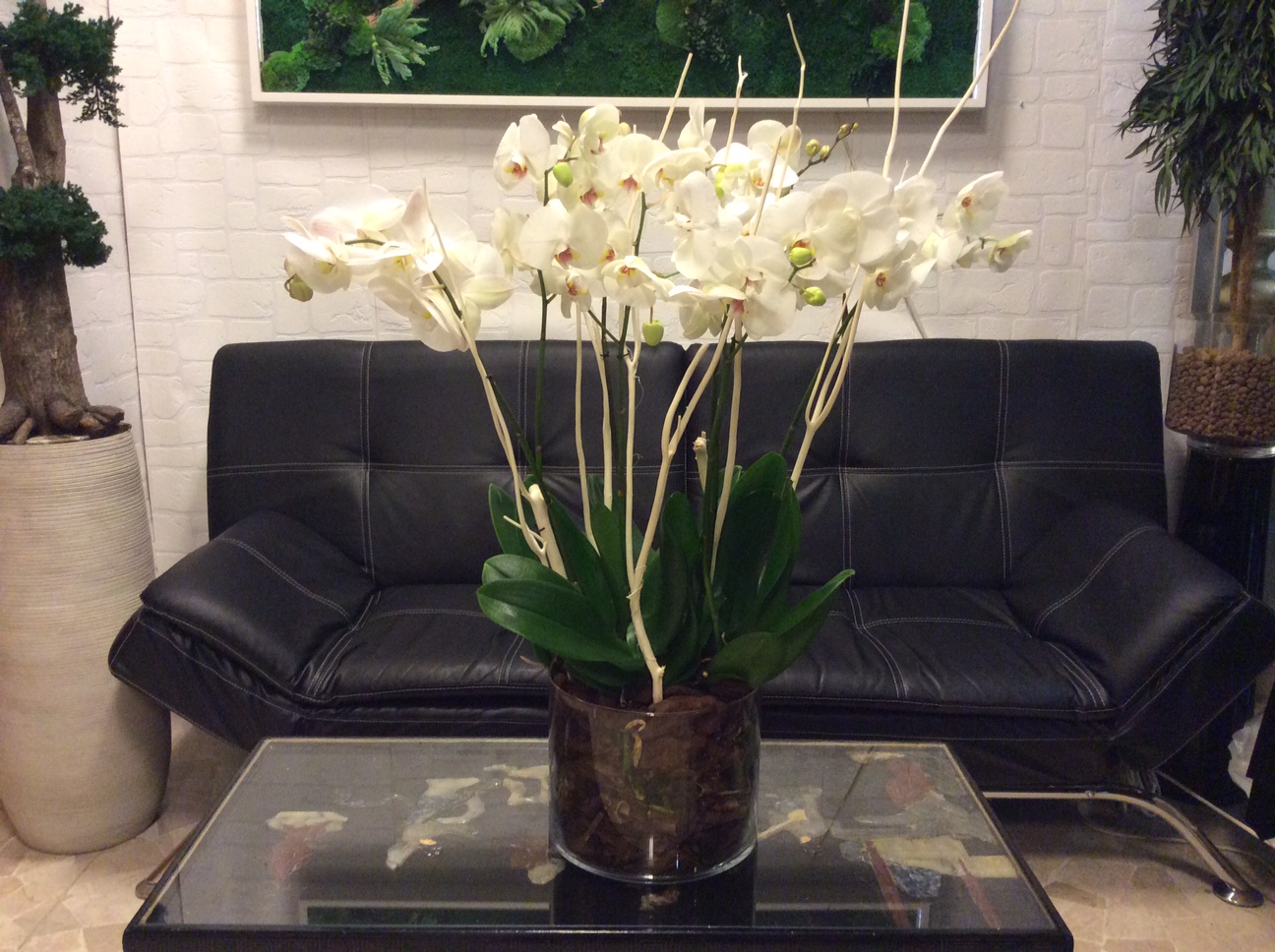 Phalenopsis vaso vetro