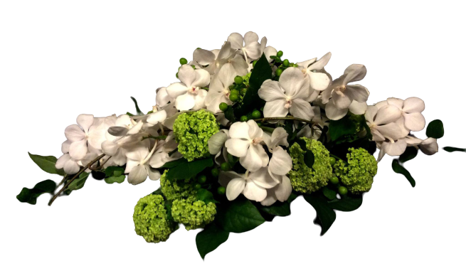 #White Vanda