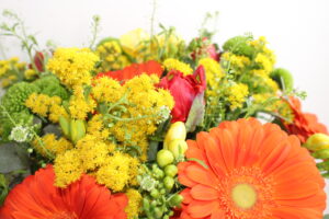 prime fioriture primaverili