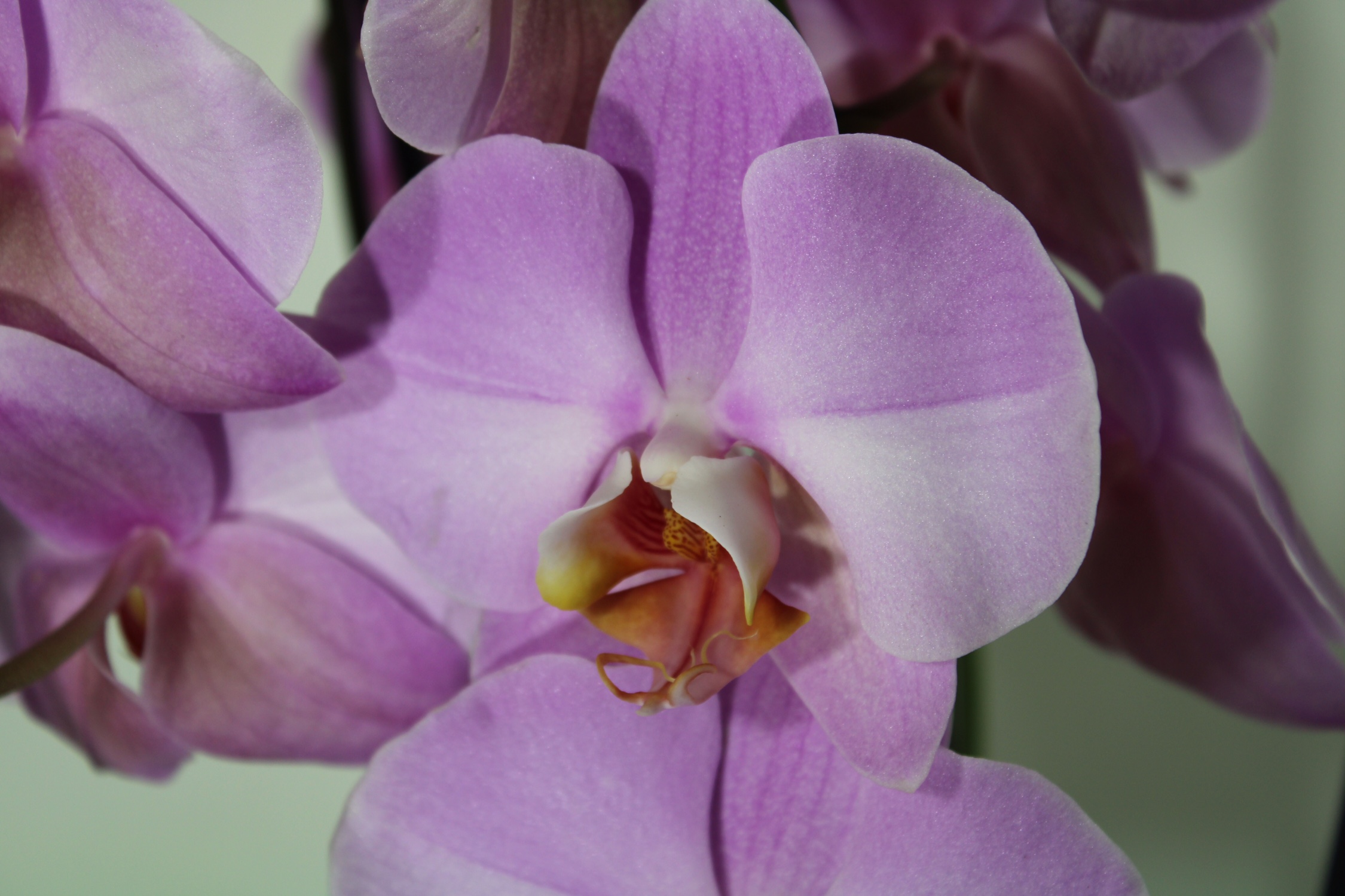 #Phinkphalaeno - immagine 2