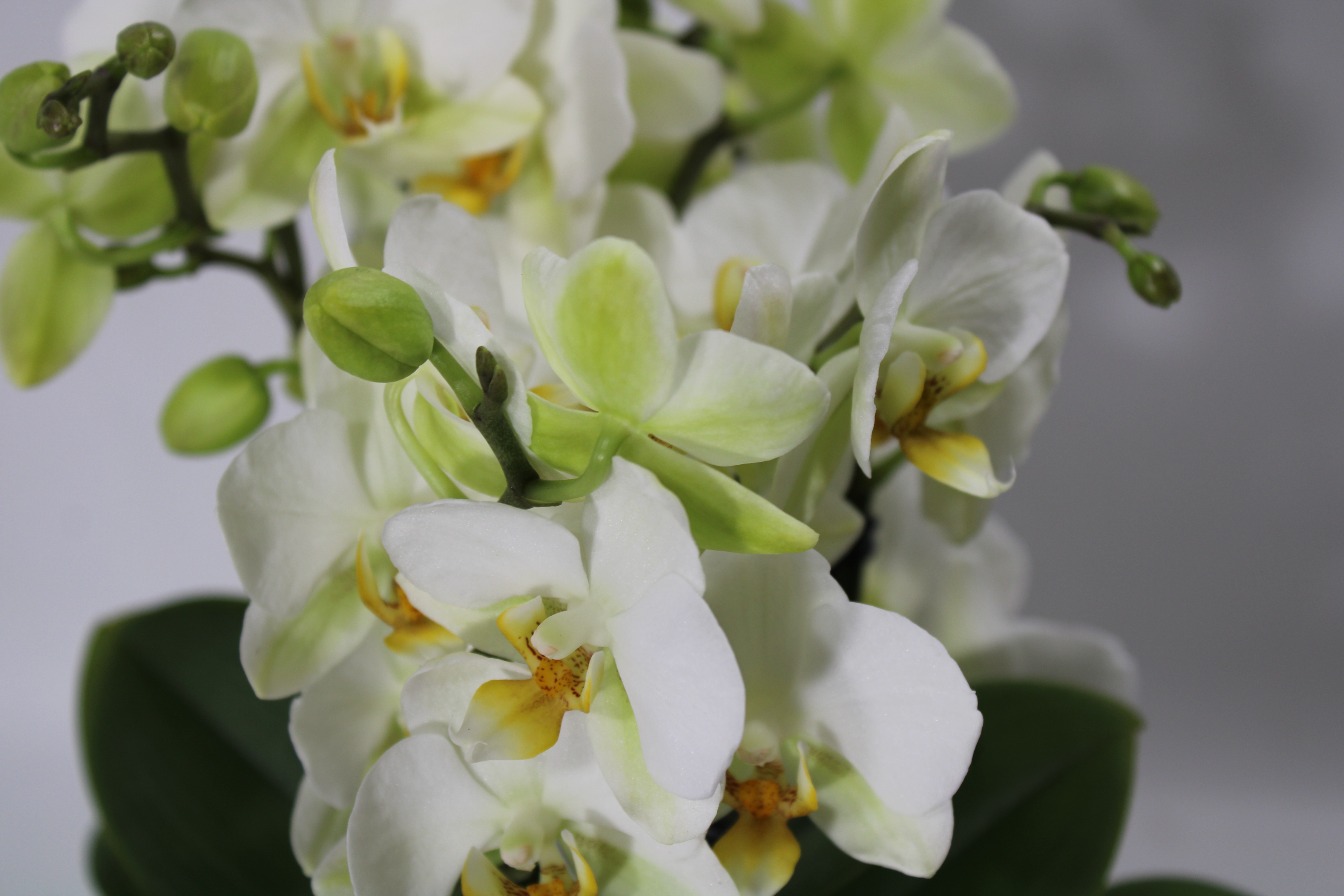 #Miniphalaenopsis in vaso di ceramica - immagine 2