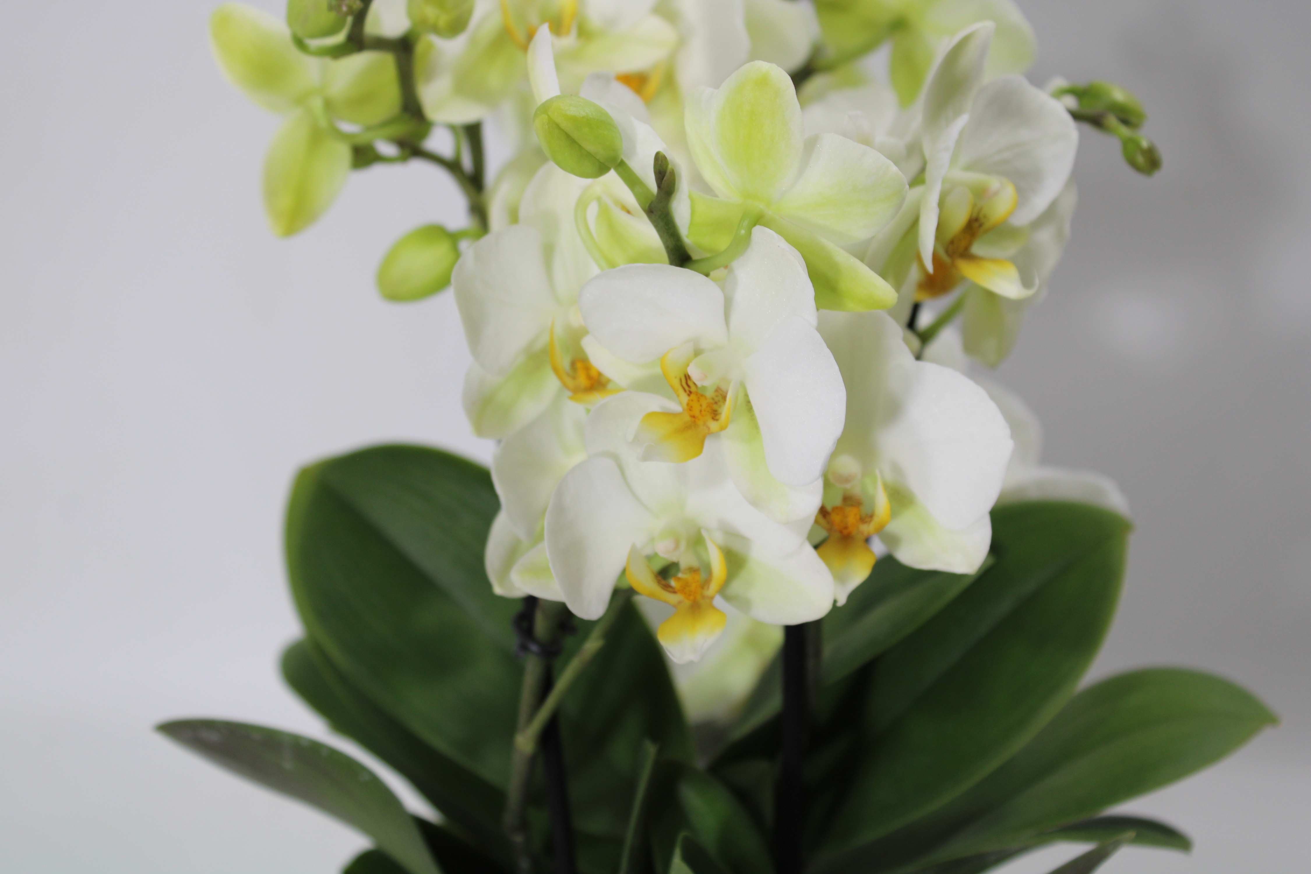 #Miniphalaenopsis in vaso di ceramica - immagine 3