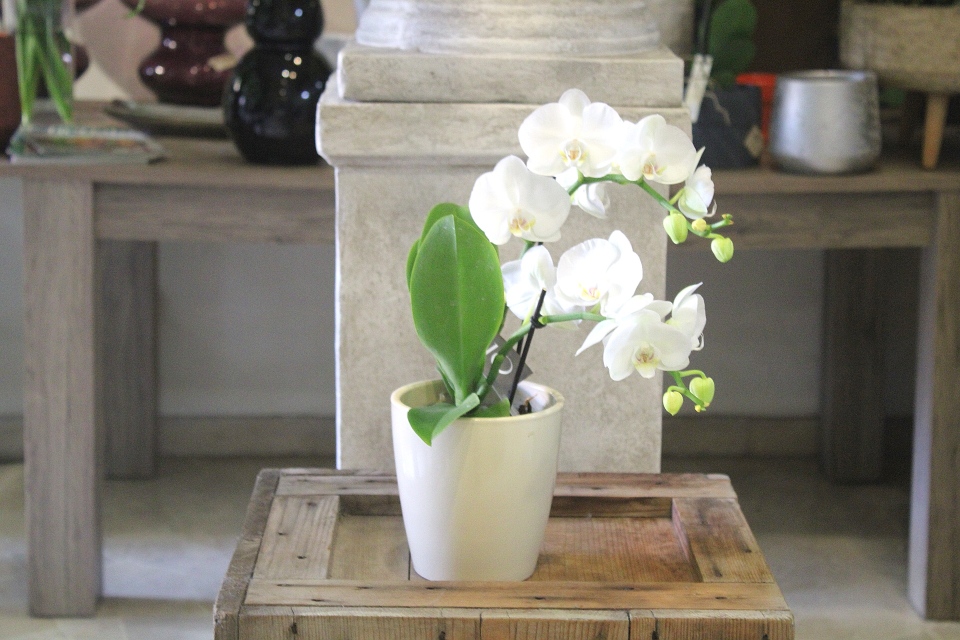 #Miniphalaenopsis in vaso di ceramica
