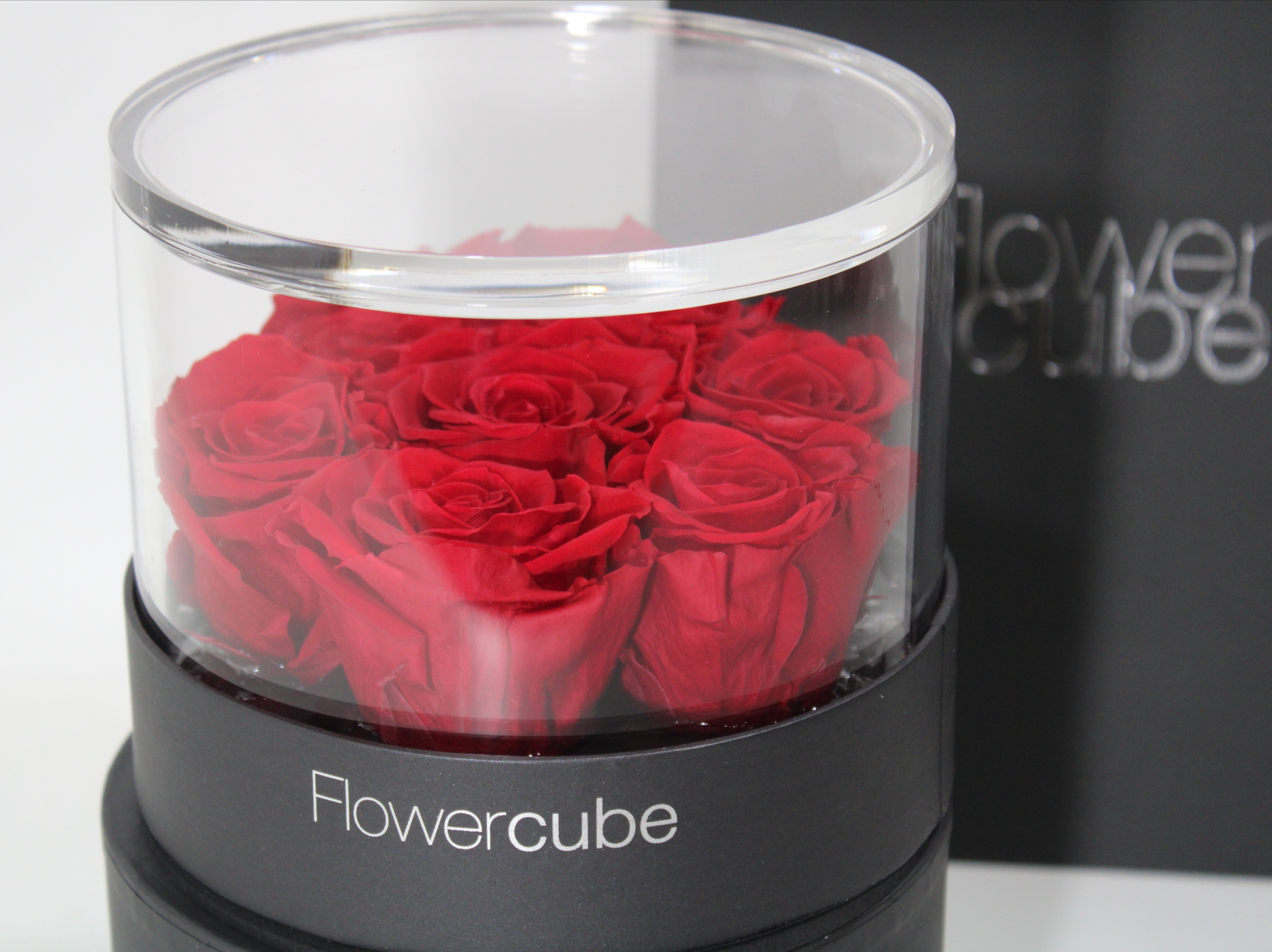 #7 Roses stabilized Platinum