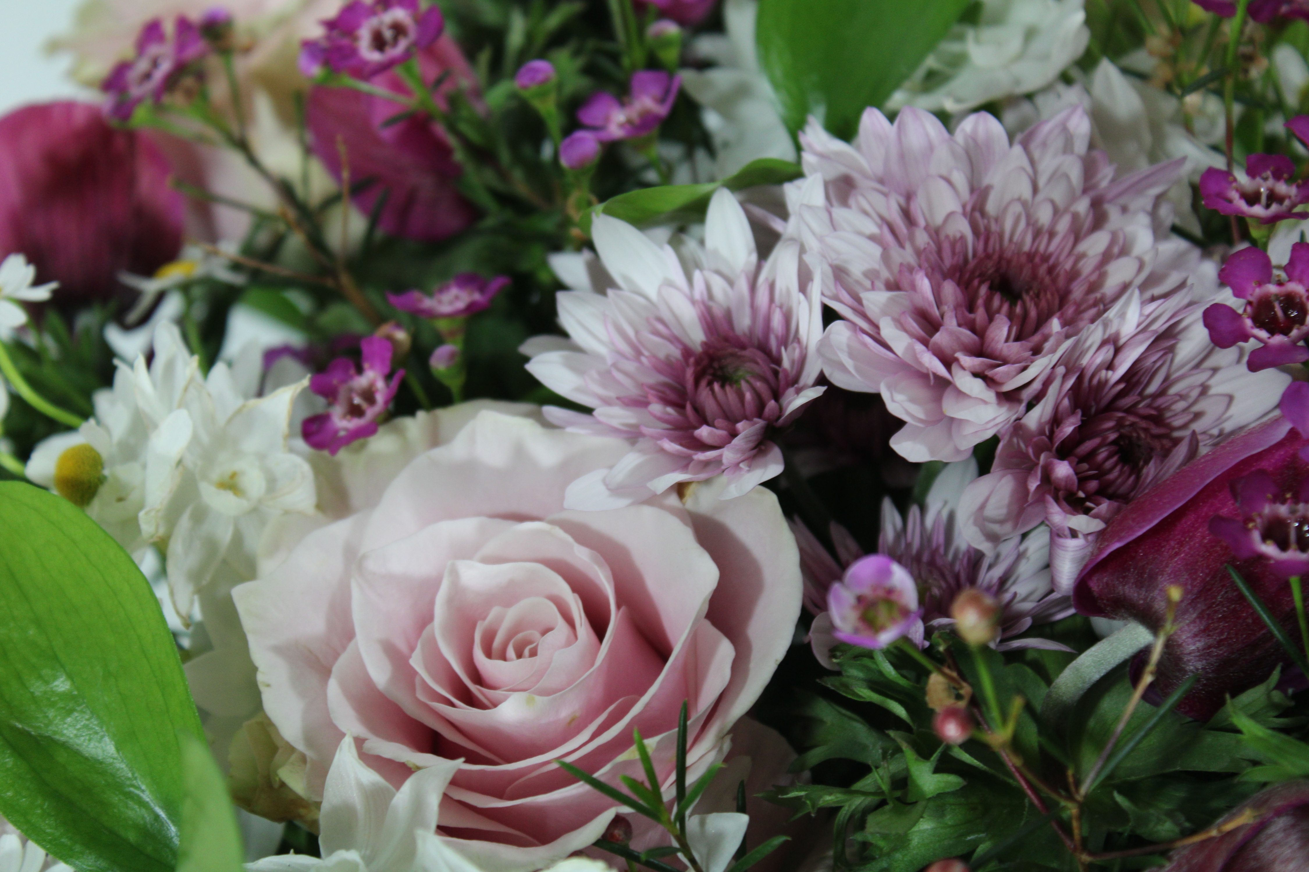 Armonia d'Amore - immagine 3