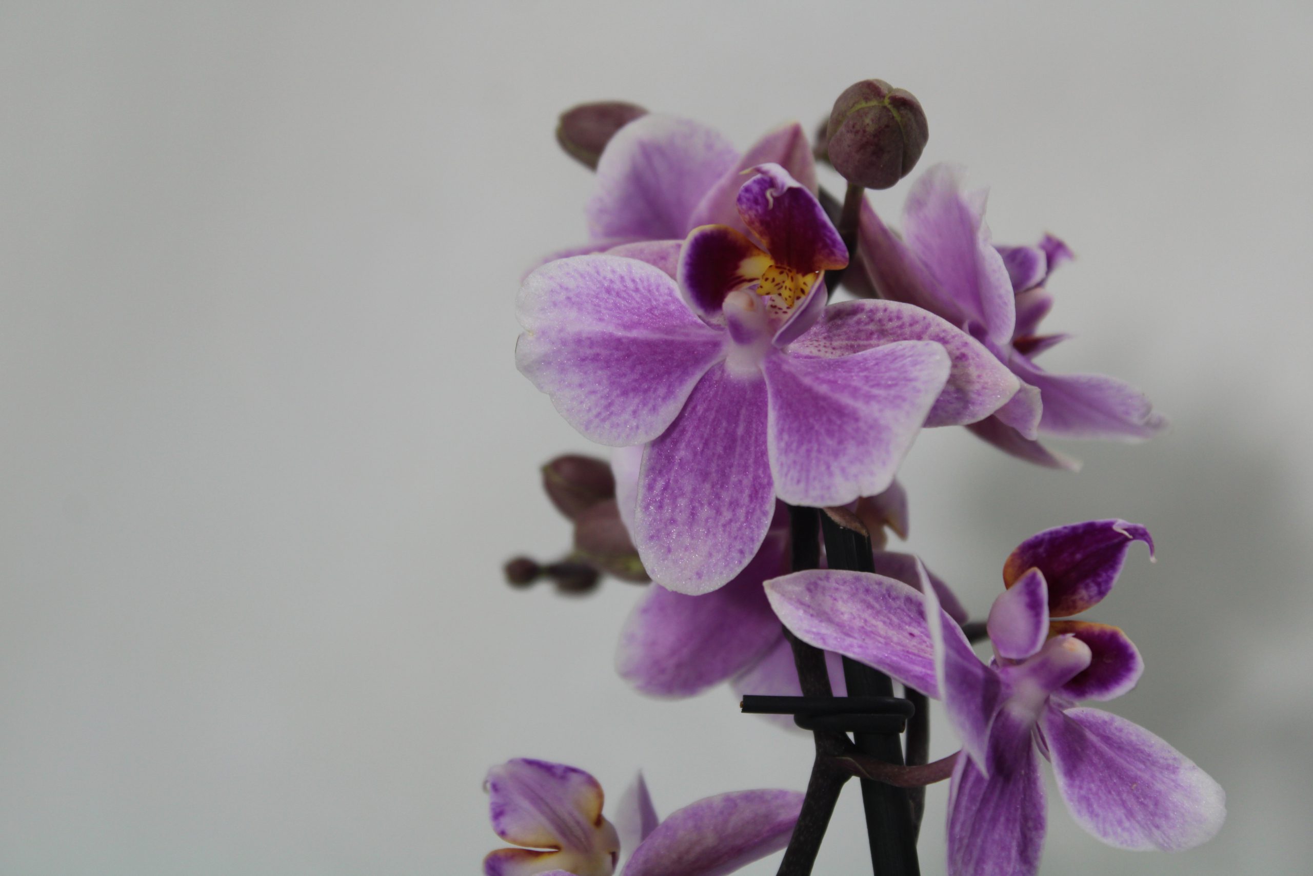 #Pink miniphalaenopsis - immagine 2