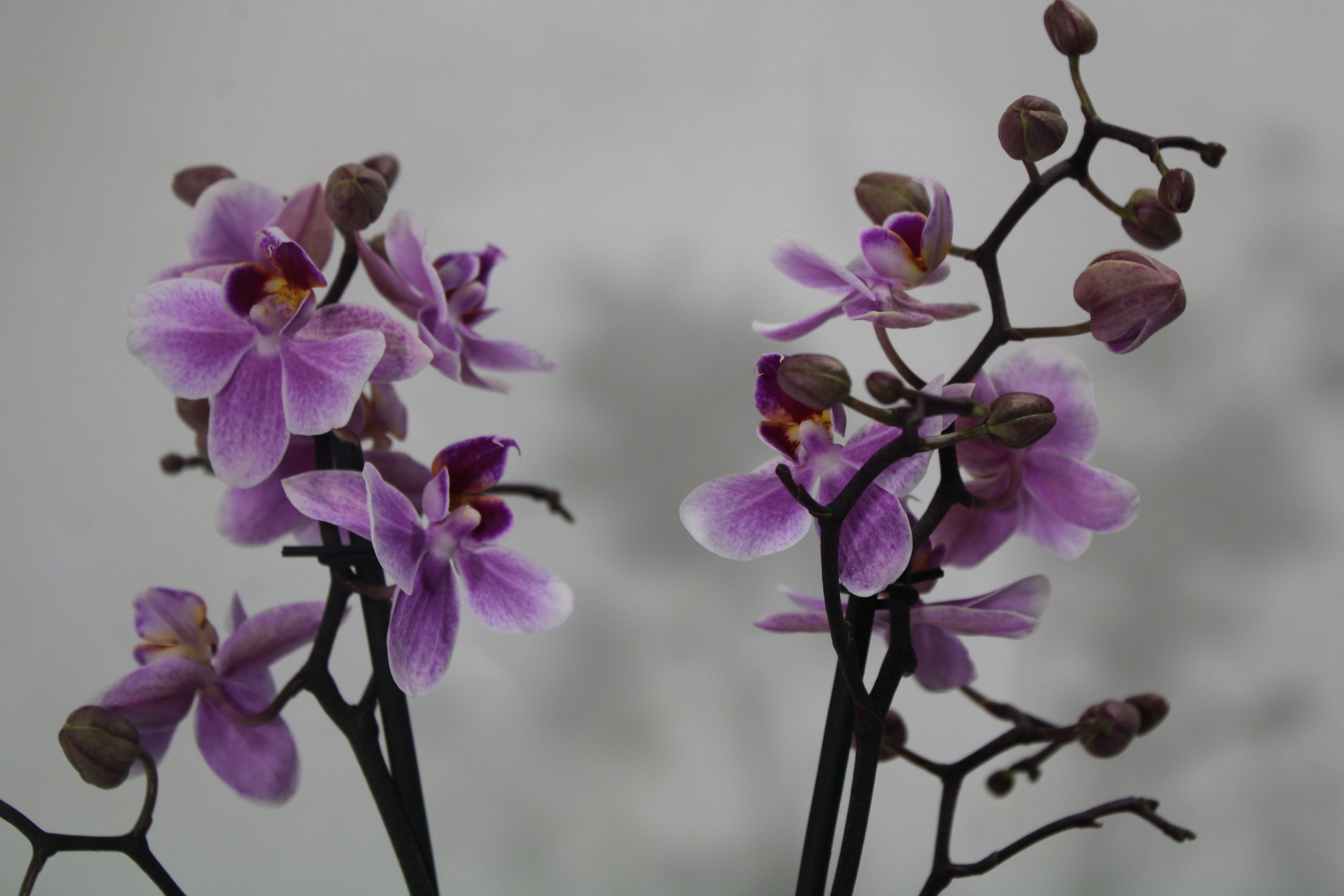 #Pink miniphalaenopsis - immagine 3
