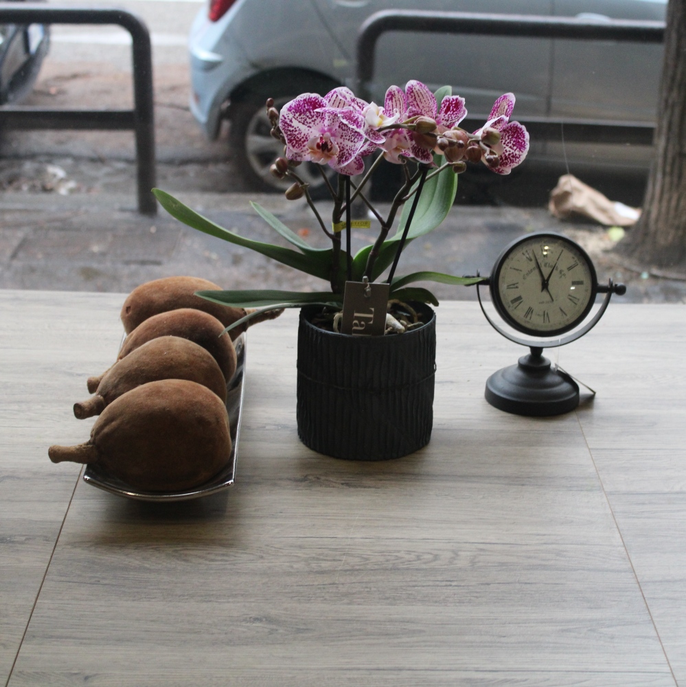 #Pink miniphalaenopsis