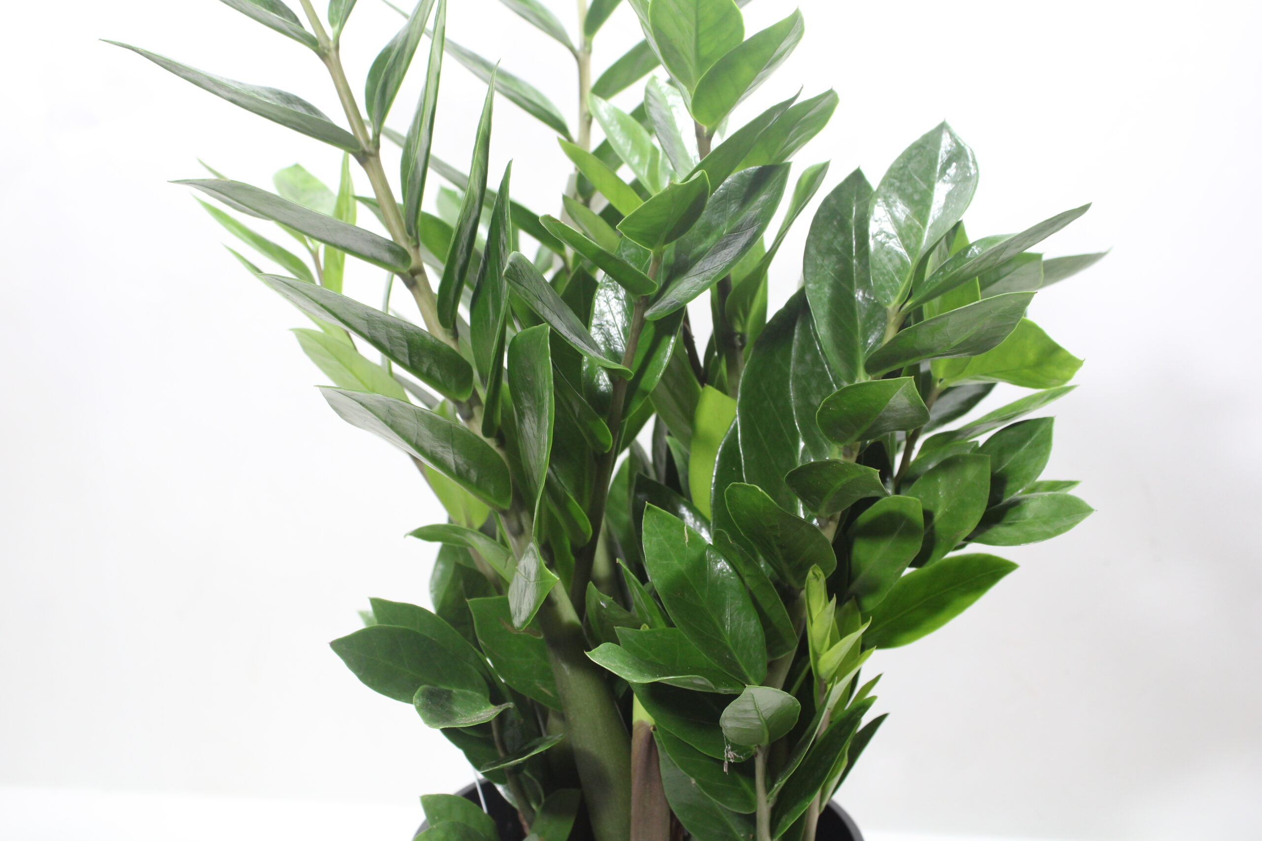 Zamioculcas in vaso - immagine 3