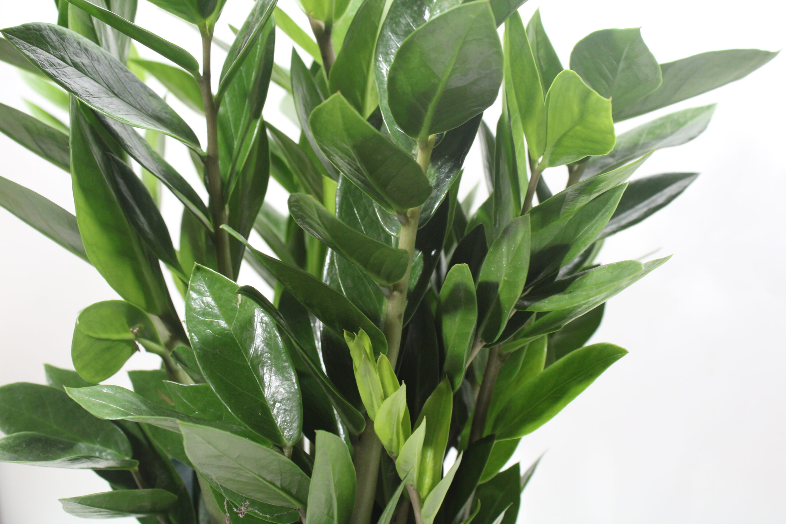 Zamioculcas in vaso - immagine 2