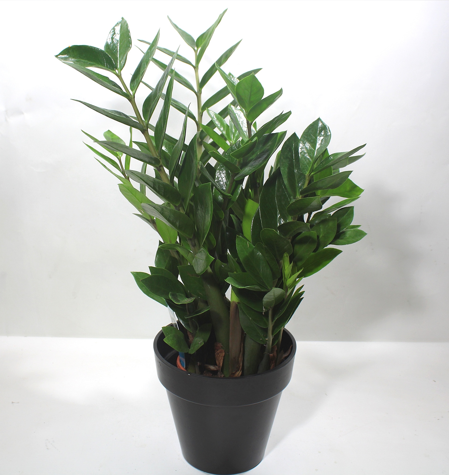 Zamioculcas in vaso