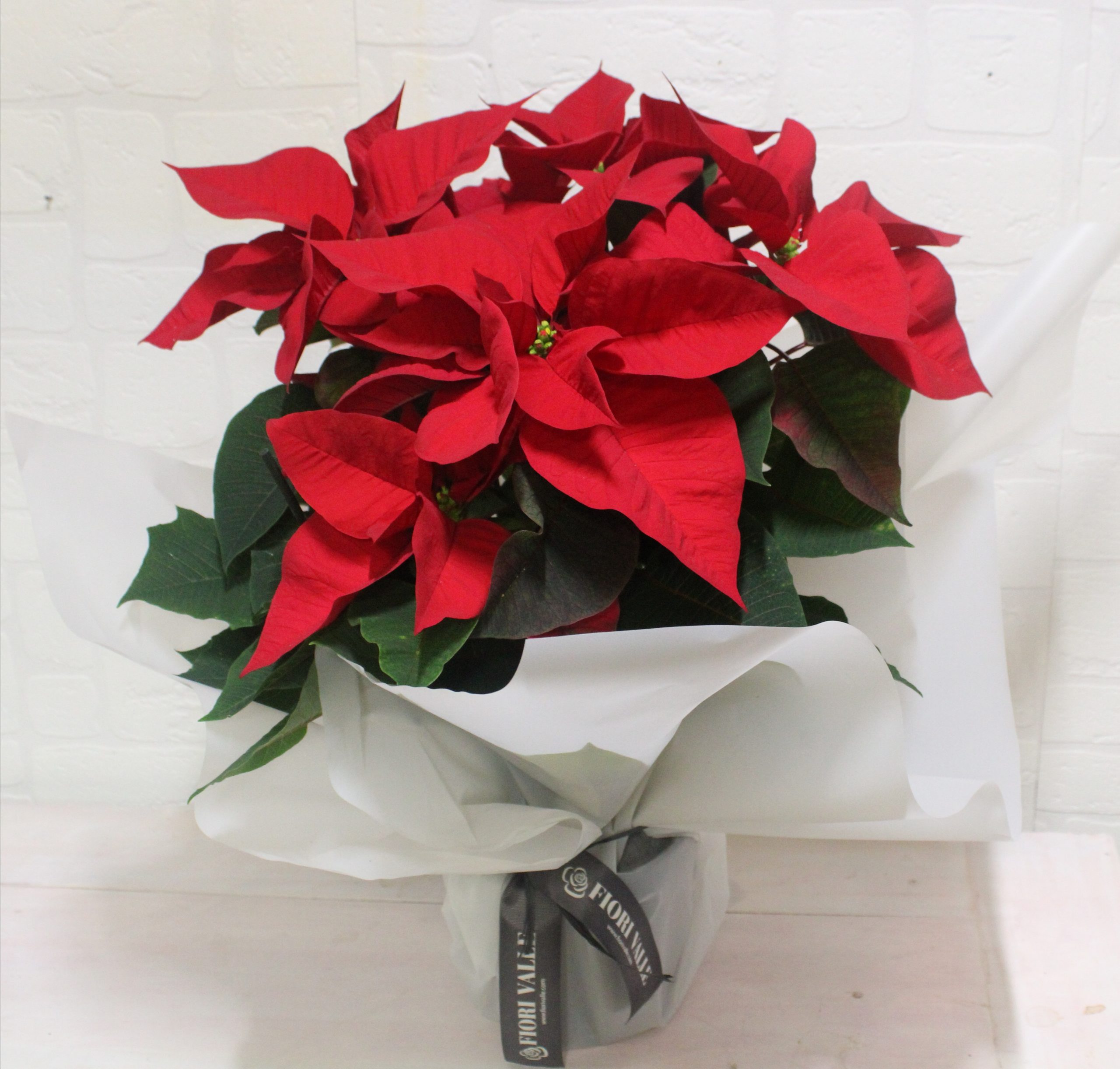 Christmas star
