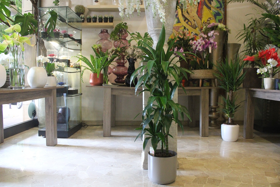 Dracena Janet