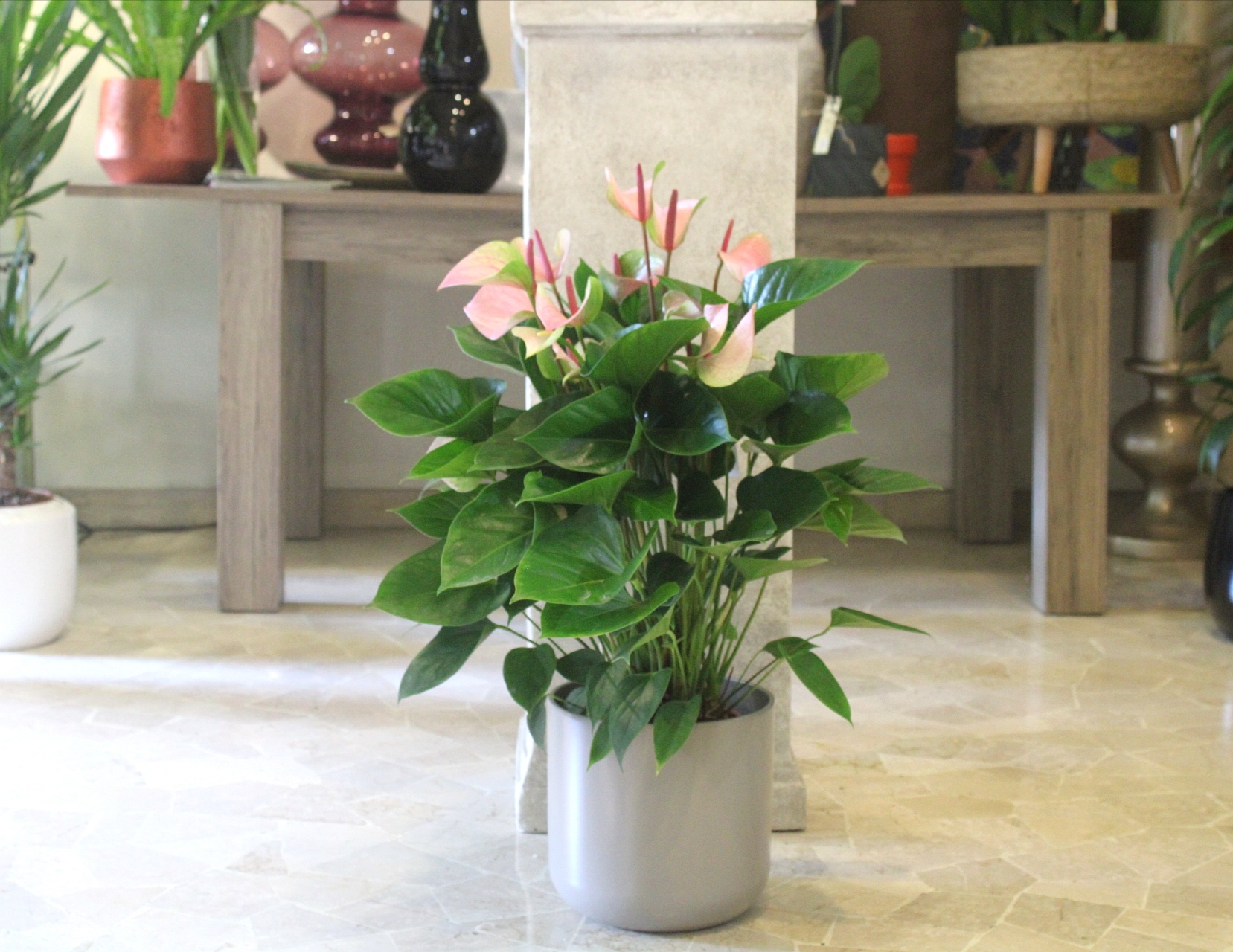 Anthurium in vaso di ceramica